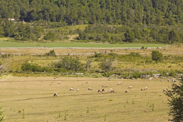 Sheep grazing in Araucania, Chile — Stock Photo, Image