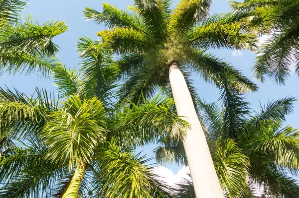 Palmiye ağaçları siluet batımında artalanla tropikal plaj. — Stok fotoğraf
