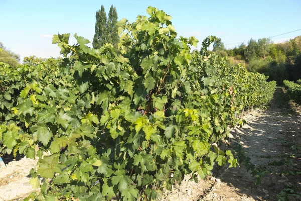 Utsikt över en vingård i la rioja, Spanien — Stockfoto