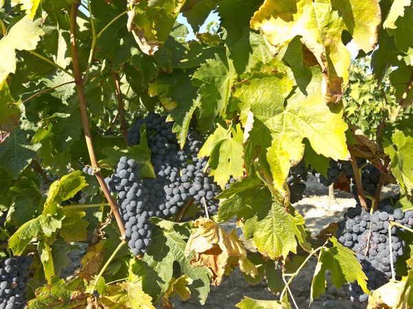 Красный виноград на винограднике перед сбором урожая — стоковое фото