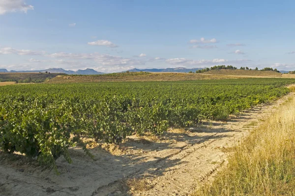 Vista de um vinhedo em la rioja, Espanha — Fotografia de Stock