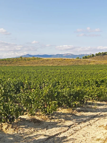 Перегляд wineyard у Ла-Ріоха, Іспанія — стокове фото