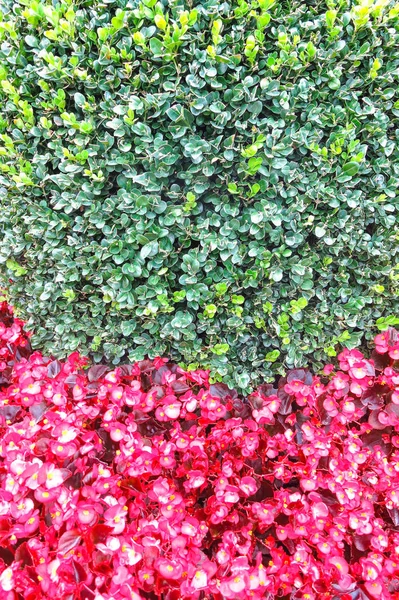 Hintergrund roter und grüner Pflanzen — Stockfoto
