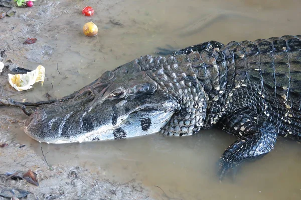 Caiman (Caimaninae) στο εθνικό πάρκο Madidi, Βολιβία — Φωτογραφία Αρχείου