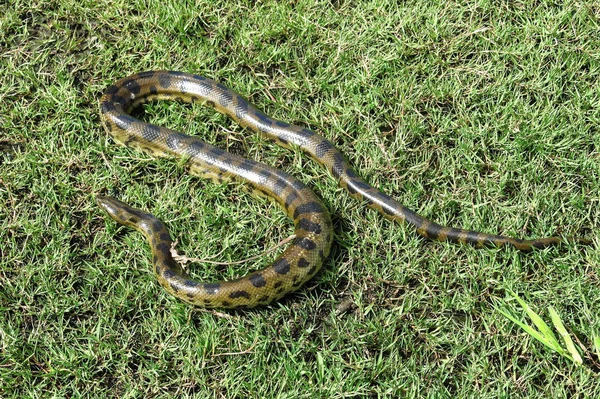 Green anaconda (Eunectes murinus) — Stock Photo, Image