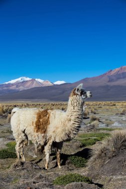 The Andean landscape with Prinacota volcano, Bolivia clipart