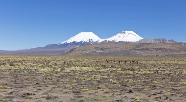 Kaşe (Vicugna vicugna) veya vicugna grubu 