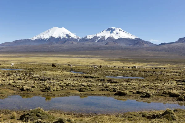 Landschaft der Anden, mit Lamas auf der Weide. — Stockfoto