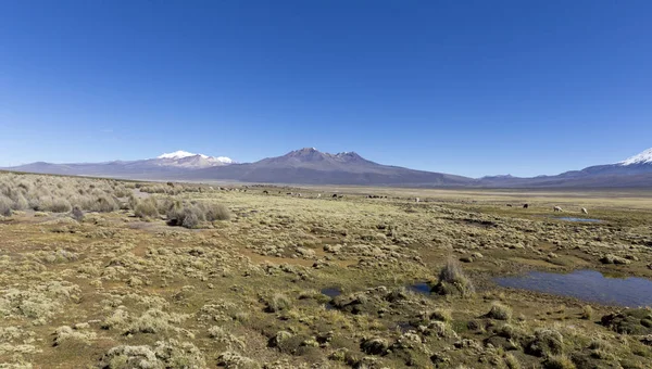 Paesaggio delle Ande, con lama al pascolo . — Foto Stock