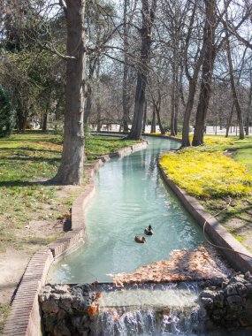 Ücretsiz ördekler Buen Retiro Park kanallarından birinin yüzmek, 