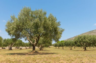Zeytin ağaçları alanında İspanya, Akdeniz, Emporda, Girona, İspanya