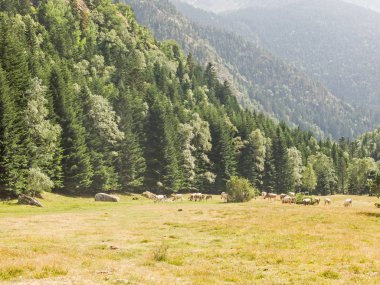 Pyrenees walley Panorama. Pla'da otlayan sürüleri 