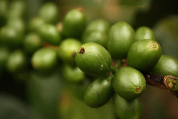 Kolumbijská kávová plantáž v andských údolích. Quimbaya, Qui — Stock fotografie