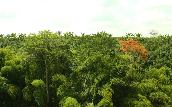 Vista panorámica de un bosque tropical. Parque Nacional Sierra Nevada —  Fotos de Stock