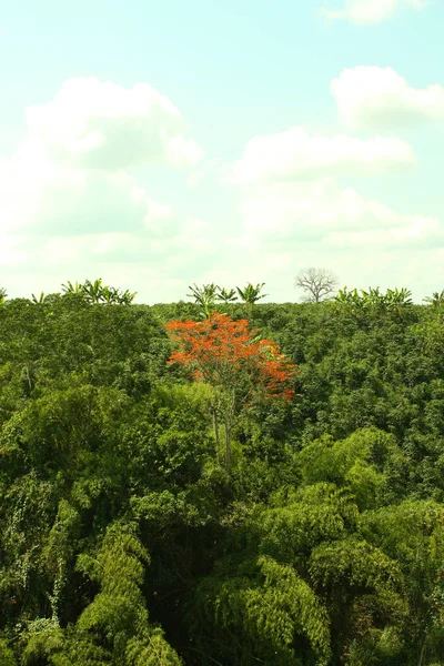 Панорамный вид тропического леса. Сьерра-Невада — стоковое фото