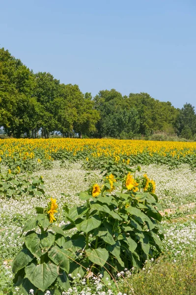 Соняшникова плантація в гарний літній день — стокове фото