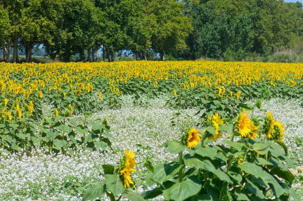 Соняшникова плантація в гарний літній день — стокове фото