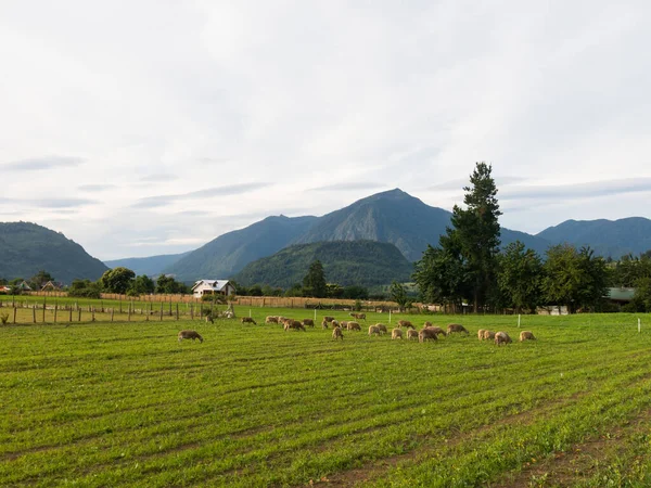 Los Rios Bölgesi, Valdivia bölgesi, i alanlarında otlayan koyun — Stok fotoğraf