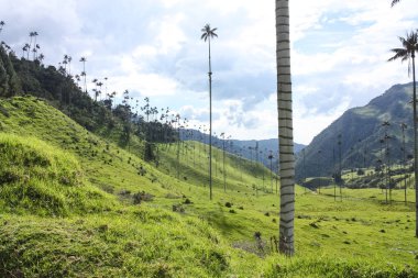 Cor dağları arasında yer alan Cocora Vadisi,