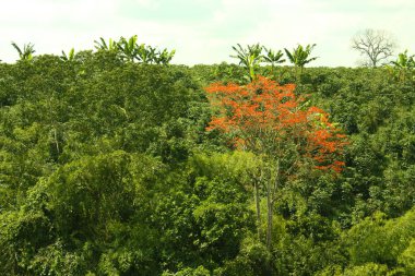 Panoramic view of a tropical forest. Sierra Nevada National Park