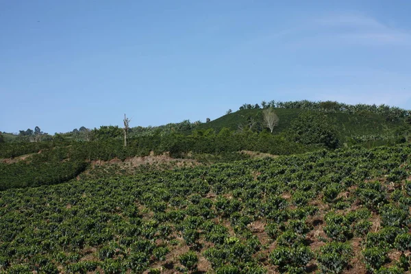 Fields and coffee plantations in the Colombian Andes. Montenegro — Stock Photo, Image