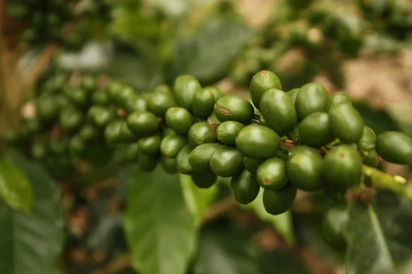 Colombian coffee plantation in the Andean valleys. Quimbaya, Qui — Stock Photo, Image