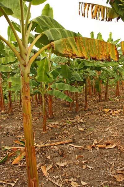 Plantação de bananas na província de Magdalena, Colômbia. Símbolo — Fotografia de Stock