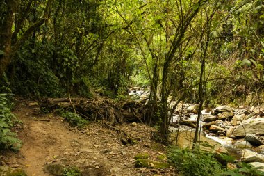 Kolombiya 'nın Quindio Bölgesi' ndeki ünlü Cocora Vadisi 'nin güzel doğası ve manzarası. yemyeşil ormanlarla çevrili And Dağları ve bulut ormanları sisi. 