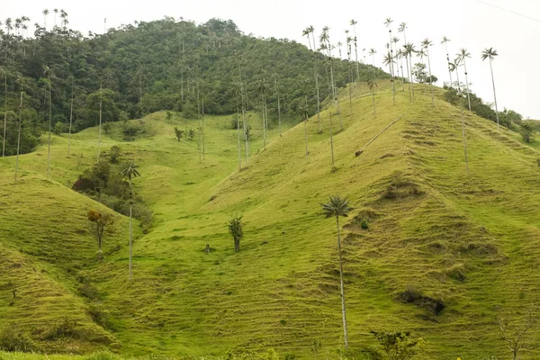 Valle Cocora Che Trova Tra Montagne Della Cordigliera Centrale Colombia — Foto Stock