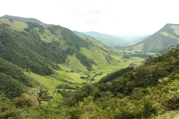 Cocora Valley Které Nachází Mezi Horami Cordillera Central Kolumbii Převládá — Stock fotografie