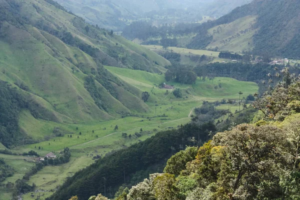 コロンビアのコルディレラ中央の山々の間に位置するココラ渓谷 コロンビアの国立木は60 Mに成長し キディノ ワックス パームの壮大な環境で優勢です — ストック写真