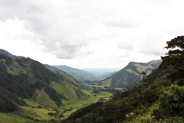 Cocora Valley, which is nestled between the mountains of the Cordillera Central in Colombia. Predominates in the majestic surroundings of Quindio wax palm, Colombia's national tree growing to 60 m.
