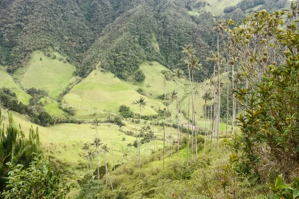 科科拉山谷 位于哥伦比亚科迪勒拉中央山脉之间 在宏伟的昆迪诺蜡棕榈环境中占据优势 昆迪诺蜡棕榈是哥伦比亚的一颗国树 它生长到了6000米 — 图库照片