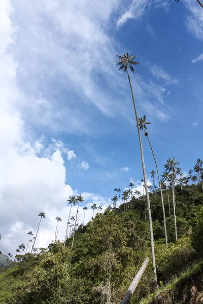 科科拉山谷 位于哥伦比亚科迪勒拉中央山脉之间 在宏伟的昆迪诺蜡棕榈环境中占据优势 昆迪诺蜡棕榈是哥伦比亚的一颗国树 它生长到了6000米 — 图库照片