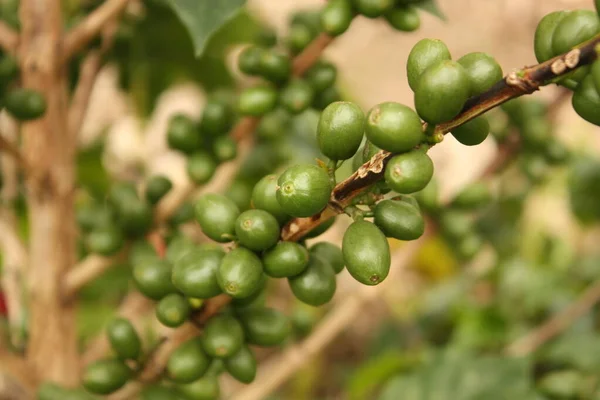アンデス渓谷にあるコロンビアのコーヒー農園 コロンビアのキンバヤだ 三角形のコーヒー — ストック写真