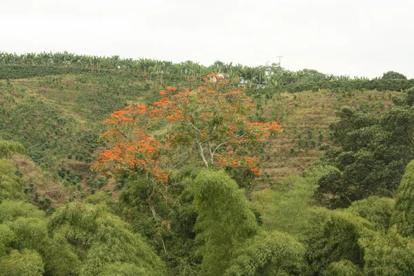 Colombian Coffee Plantation Andean Valleys Quimbaya Quindio Colombia Triangle Coffee — Stock Photo, Image