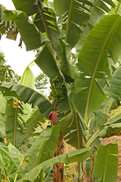 Banana Plantation Province Magdalena Colombia Symbol Green Revolution — Stock Photo, Image
