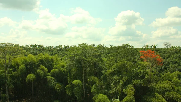 アンデス山脈の間の熱帯林のパノラマビュー 緑のジャングルの風景 シエラネバダ国立公園サンタ マルタ コロンビア — ストック写真