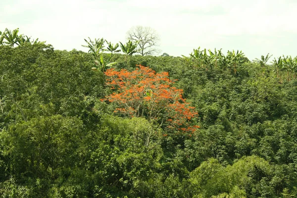 Vista Panorâmica Uma Floresta Tropical Entre Serras Dos Andes Paisagem — Fotografia de Stock