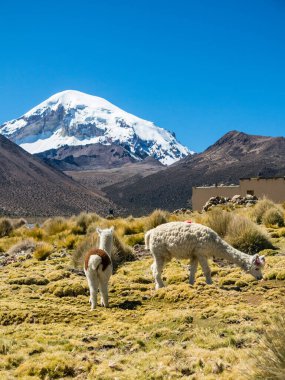 Llamas and alpacas graze in the mountains with Mount Sajama behind. Bolivia, south america clipart