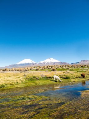 And Dağları manzarası, arka planda karla kaplı volkan ve Sajama Nehri yakınlarındaki dağlık arazide otlayan bir grup lama.