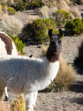 Lamalar Bolivya altiplanosunun bataklıklarında Uyuni Tuz Düzlüğü ve Sajama, Bolivya, Güney Amerika yakınlarında otlar.