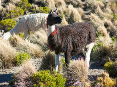 Lamalar Bolivya altiplanosunun bataklıklarında Uyuni Tuz Düzlüğü ve Sajama, Bolivya, Güney Amerika yakınlarında otlar.