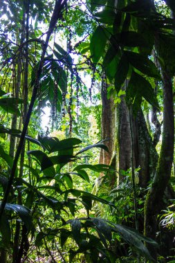 Görkemli bir ceiba 'nın bagajı. Madidi Ulusal Parkı 'ndaki Amazon Ormanı, Bolivya