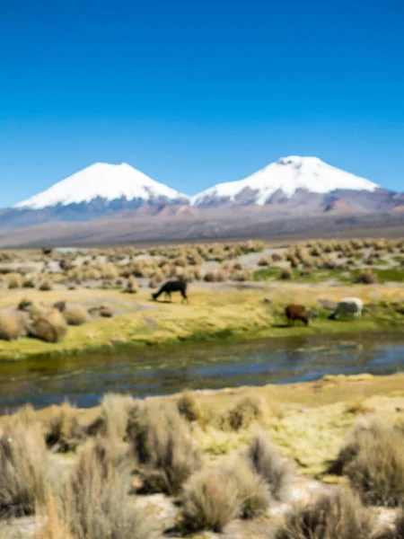 Landschaft Der Anden Mit Einem Schneebedeckten Vulkan Hintergrund Und Einer — Stockfoto
