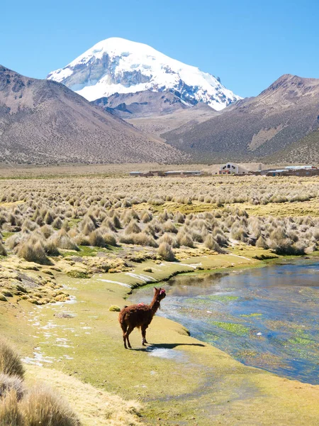 Llamas Alpagas Broutent Dans Les Montagnes Avec Mont Sajama Derrière — Photo