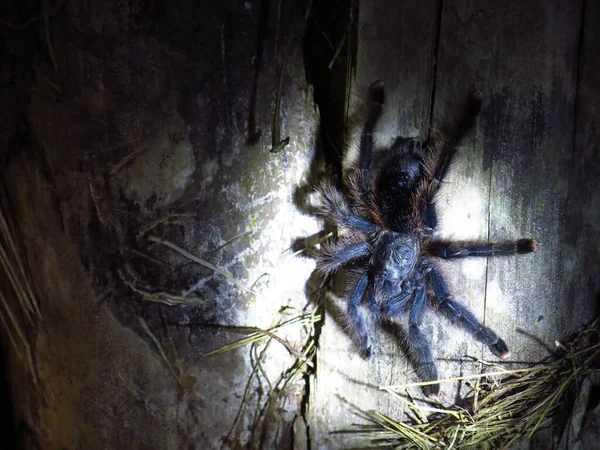 Szőrös Tarantula Alfreskó Sétál Végig Fatörzsön Amazonasi Erdő Madidi Nemzeti — Stock Fotó