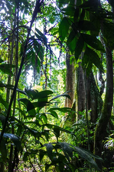 위풍당당 줄기입니다 볼리비아 공원에 아마존 — 스톡 사진