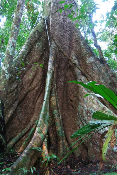 Tronco Una Maestosa Ceiba Foresta Amazzonica Nel Parco Nazionale Madidi — Foto Stock