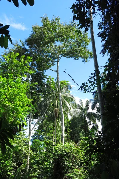 Pedaço Uma Ceiba Majestosa Floresta Amazônica Parque Nacional Madidi Bolívia — Fotografia de Stock